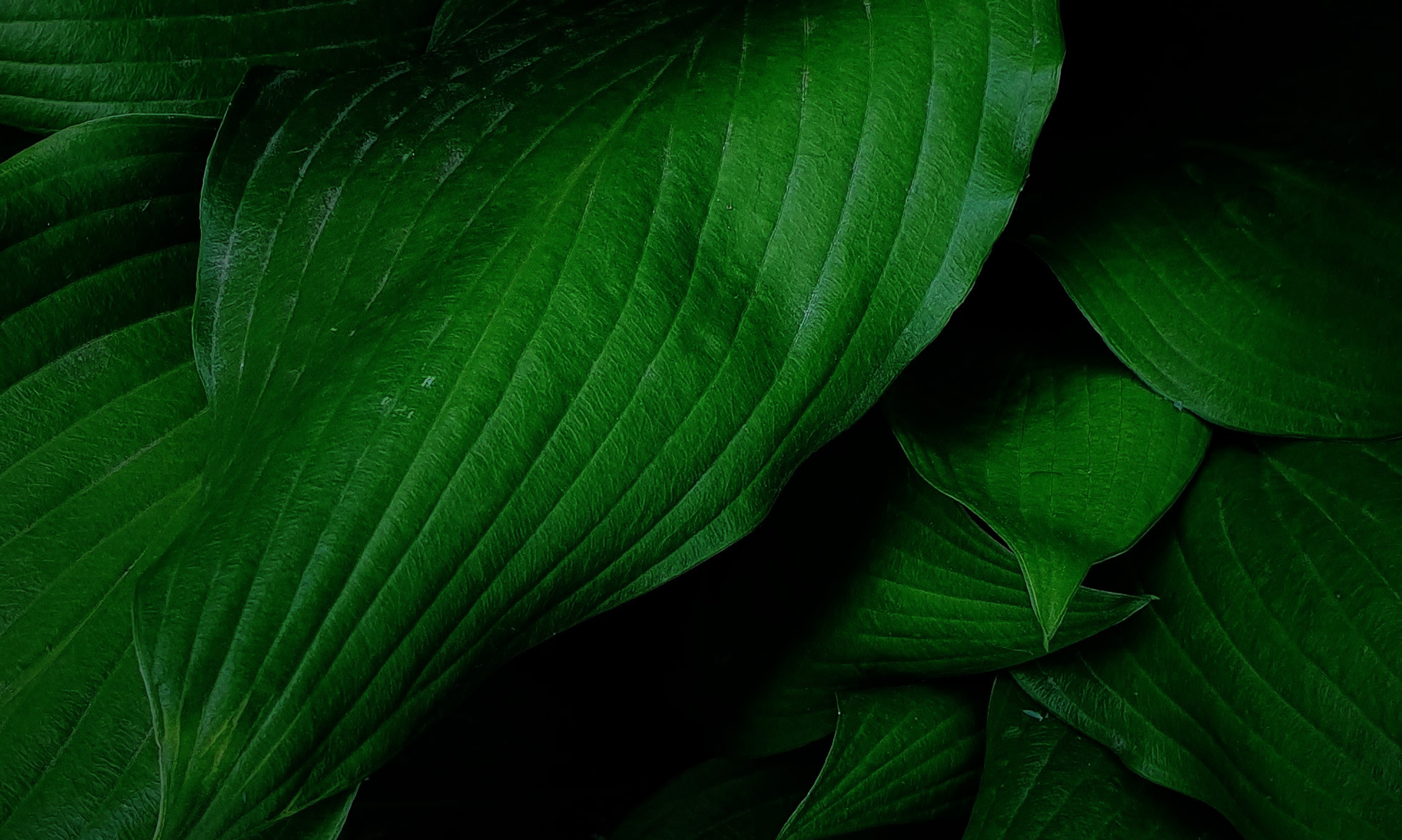Leaves.png